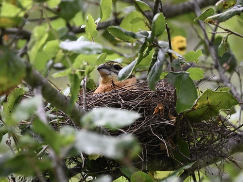 iNaturalist observation photo of Black-headed Grosbeak