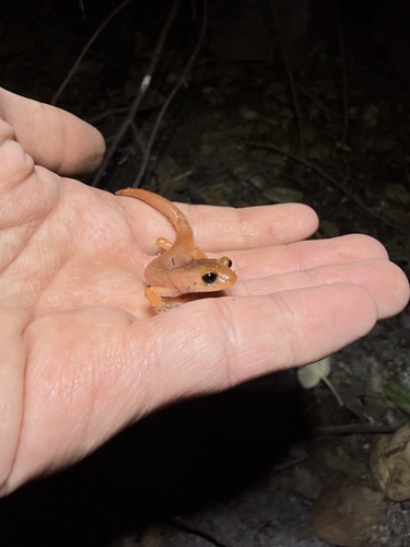 iNaturalist observation photo of Monterey Ensatina
