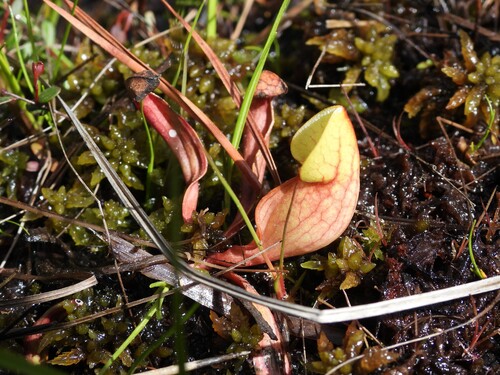 purple pitcher plant
