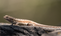 Sceloporus variabilis