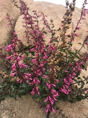 Penstemon clevelandii