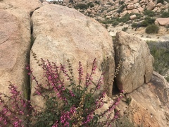 Penstemon clevelandii