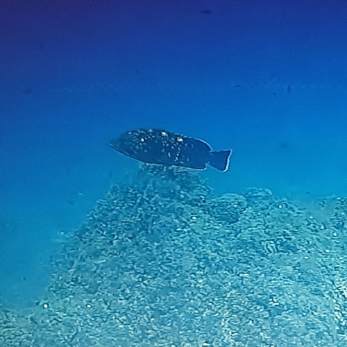 Epinephelus marginatus