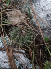 Parodia erinaceus