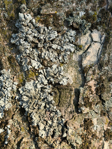 Netted shield lichen