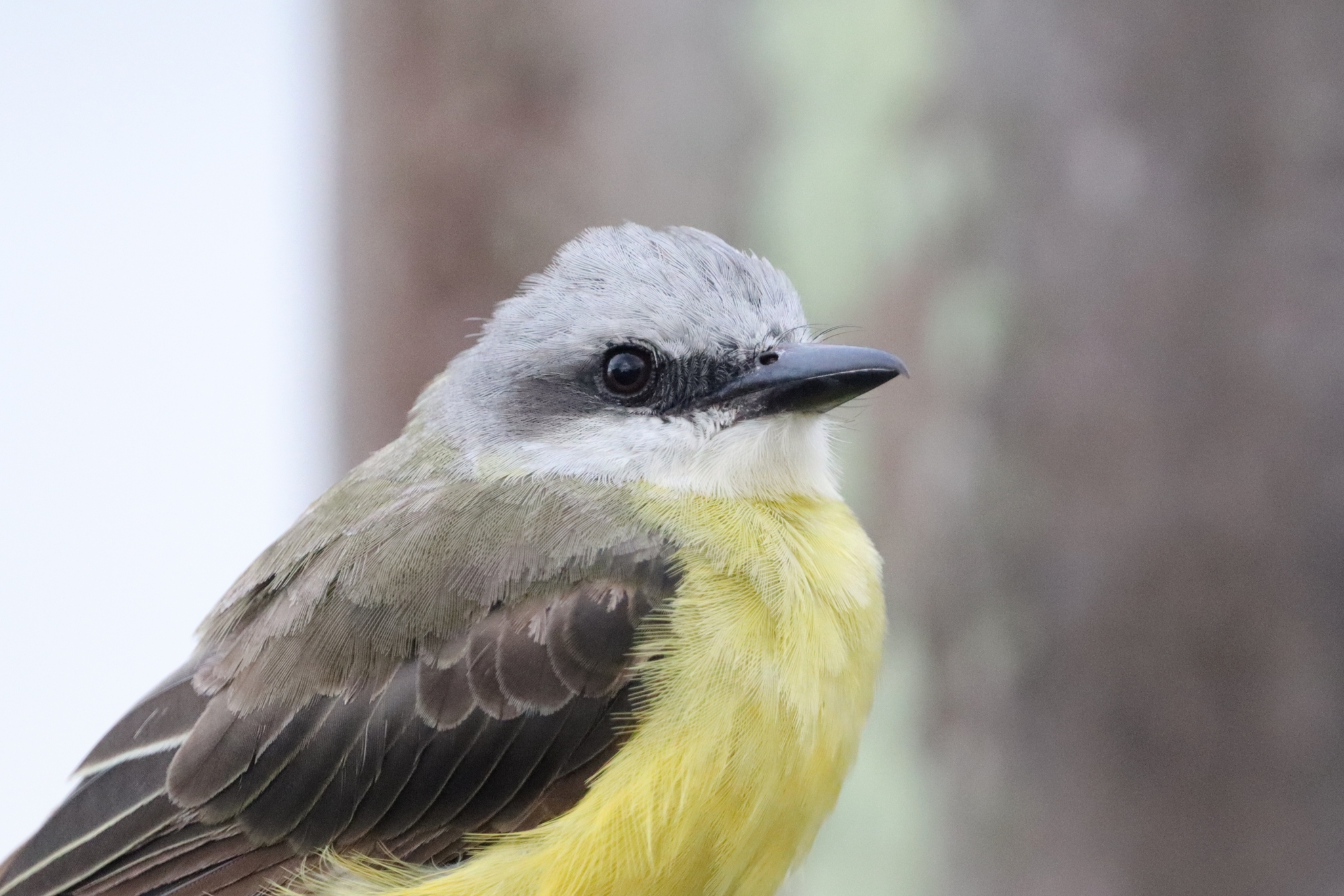 White-throated Kingbird (Tyrannus albogularis), photo 7