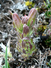 Castilleja nubigena