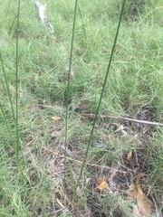 Cyperus scariosus