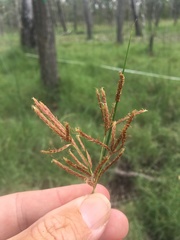 Cyperus scariosus