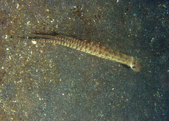 Thaumoctopus mimicus
