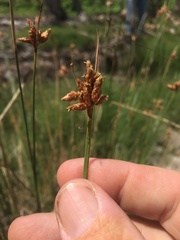 Fimbristylis ferruginea