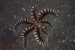 Thaumoctopus mimicus