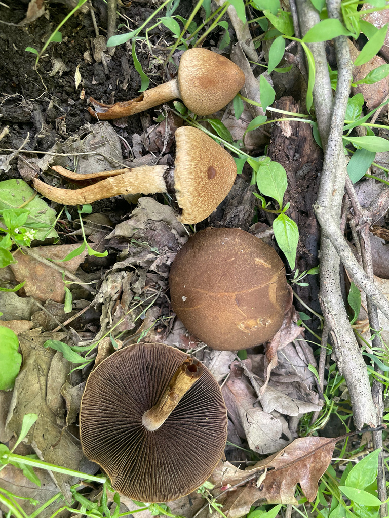 Lacrymaria lacrymabunda · May 2026 · photo: © skatepunk (iNaturalist, cc0)