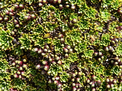 Azorella aretioides