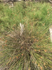 Fimbristylis ferruginea
