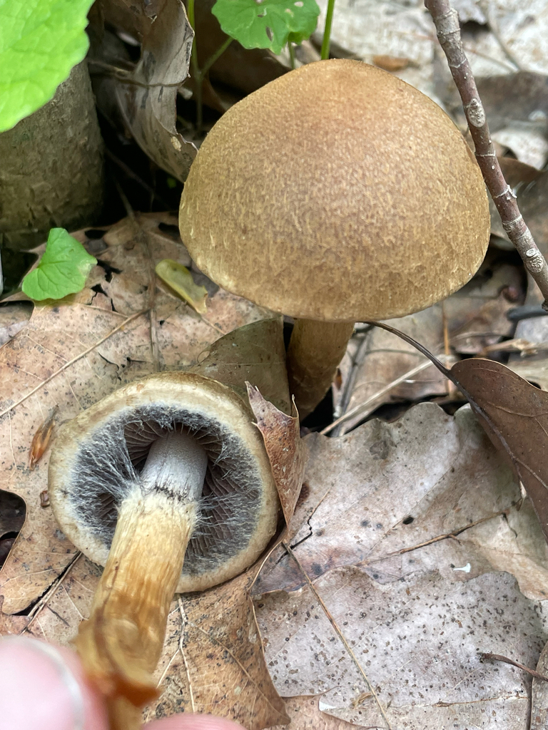 Lacrymaria lacrymabunda