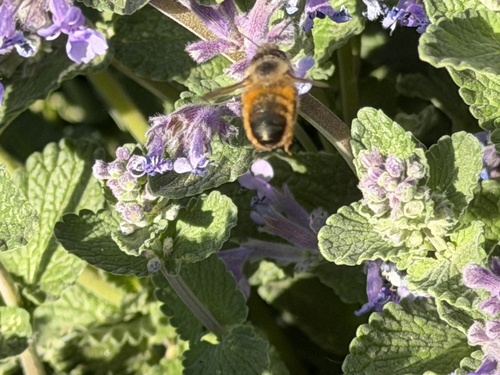 Red Mason Bee