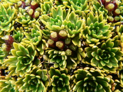 Azorella aretioides