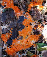 Byssonectria terrestris