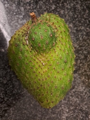 Soursop