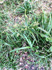 Cyperus meyenianus