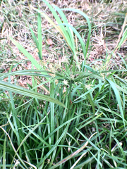 Cyperus meyenianus