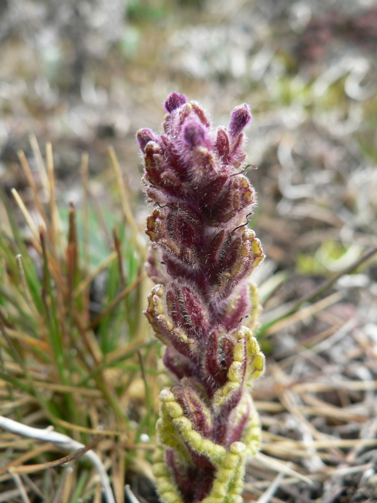 Neobartsia stricta