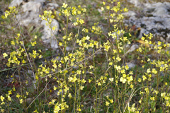 Bunias erucago