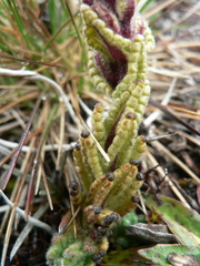 Neobartsia stricta
