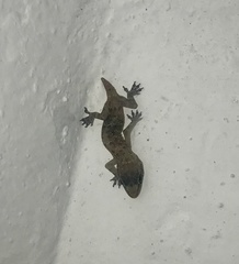 Hemidactylus angulatus