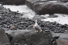 Larus michahellis atlantis
