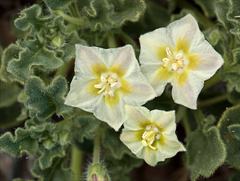 Chamaesaracha sordida