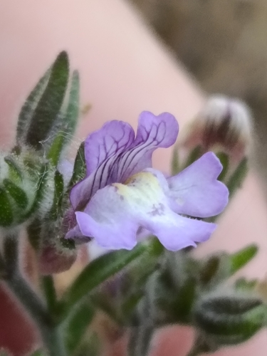 Chaenorhinum serpyllifolium (Chaenorhinum serpyllifolium)