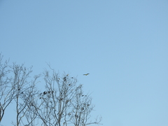 Amazona xantholora