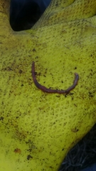 Eisenia