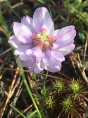 Astragalus distortus engelmannii