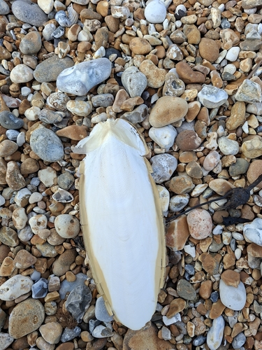 Sepia officinalis