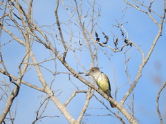 Myiarchus yucatanensis