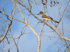 Myiarchus yucatanensis