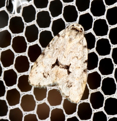 Thallarcha macilenta