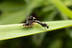 Dilophus antipedalis