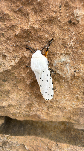 Salt Marsh Moth
