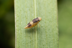 Cicadellidae