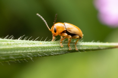 Cryptocephalus macellus