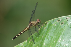 Erythrodiplax fervida