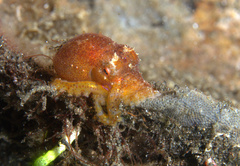 Amphioctopus mototi
