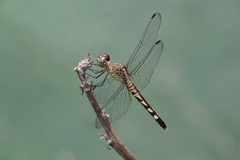 Erythrodiplax fervida