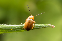 Cryptocephalus macellus