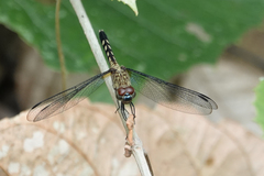 Erythrodiplax kimminsi