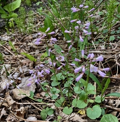 Cardamine douglassii, photograph author not stated, no rights reserved